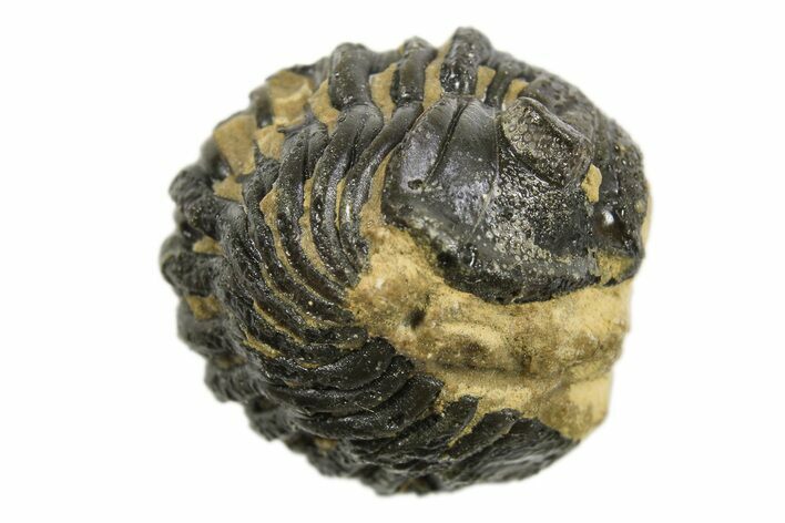 Enrolled Phacopid (Acastoides) Trilobite - Foum Zguid, Morocco #296575